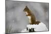 Red Squirrel (Sciurus Vulgaris) in Snow, Glenfeshie, Cairngorms Np, Scotland, February-Cairns-Mounted Photographic Print
