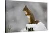 Red Squirrel (Sciurus Vulgaris) in Snow, Glenfeshie, Cairngorms Np, Scotland, February-Cairns-Stretched Canvas