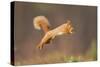 Red Squirrel (Sciurus Vulgaris) Jumping, Cairngorms National Park, Scotland, March 2012-Peter Cairns-Stretched Canvas