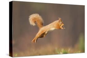 Red Squirrel (Sciurus Vulgaris) Jumping, Cairngorms National Park, Scotland, March 2012-Peter Cairns-Stretched Canvas