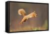 Red Squirrel (Sciurus Vulgaris) Jumping, Cairngorms National Park, Scotland, March 2012-Peter Cairns-Framed Stretched Canvas