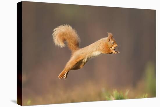 Red Squirrel (Sciurus Vulgaris) Jumping, Cairngorms National Park, Scotland, March 2012-Peter Cairns-Stretched Canvas