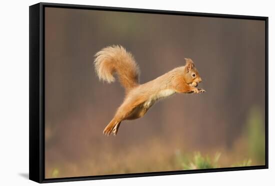 Red Squirrel (Sciurus Vulgaris) Jumping, Cairngorms National Park, Scotland, March 2012-Peter Cairns-Framed Stretched Canvas