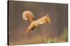 Red Squirrel (Sciurus Vulgaris) Jumping, Cairngorms National Park, Scotland, March 2012-Peter Cairns-Stretched Canvas