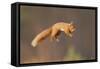 Red Squirrel (Sciurus Vulgaris) Jumping, Cairngorms National Park, Scotland, March 2012-Peter Cairns-Framed Stretched Canvas