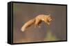 Red Squirrel (Sciurus Vulgaris) Jumping, Cairngorms National Park, Scotland, March 2012-Peter Cairns-Framed Stretched Canvas