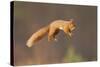 Red Squirrel (Sciurus Vulgaris) Jumping, Cairngorms National Park, Scotland, March 2012-Peter Cairns-Stretched Canvas