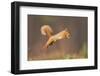 Red Squirrel (Sciurus Vulgaris) Jumping, Cairngorms National Park, Scotland, March 2012-Peter Cairns-Framed Premium Photographic Print