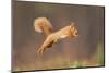 Red Squirrel (Sciurus Vulgaris) Jumping, Cairngorms National Park, Scotland, March 2012-Peter Cairns-Mounted Premium Photographic Print