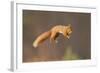 Red Squirrel (Sciurus Vulgaris) Jumping, Cairngorms National Park, Scotland, March 2012-Peter Cairns-Framed Photographic Print