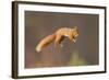 Red Squirrel (Sciurus Vulgaris) Jumping, Cairngorms National Park, Scotland, March 2012-Peter Cairns-Framed Photographic Print