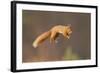 Red Squirrel (Sciurus Vulgaris) Jumping, Cairngorms National Park, Scotland, March 2012-Peter Cairns-Framed Photographic Print