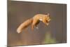 Red Squirrel (Sciurus Vulgaris) Jumping, Cairngorms National Park, Scotland, March 2012-Peter Cairns-Mounted Photographic Print