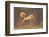 Red Squirrel (Sciurus Vulgaris) Jumping, Cairngorms National Park, Scotland, March 2012-Peter Cairns-Framed Photographic Print