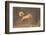 Red Squirrel (Sciurus Vulgaris) Jumping, Cairngorms National Park, Scotland, March 2012-Peter Cairns-Framed Photographic Print
