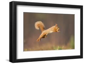 Red Squirrel (Sciurus Vulgaris) Jumping, Cairngorms National Park, Scotland, March 2012-Peter Cairns-Framed Photographic Print