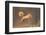 Red Squirrel (Sciurus Vulgaris) Jumping, Cairngorms National Park, Scotland, March 2012-Peter Cairns-Framed Photographic Print