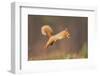 Red Squirrel (Sciurus Vulgaris) Jumping, Cairngorms National Park, Scotland, March 2012-Peter Cairns-Framed Photographic Print