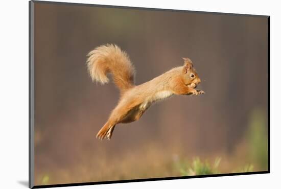 Red Squirrel (Sciurus Vulgaris) Jumping, Cairngorms National Park, Scotland, March 2012-Peter Cairns-Mounted Photographic Print