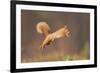 Red Squirrel (Sciurus Vulgaris) Jumping, Cairngorms National Park, Scotland, March 2012-Peter Cairns-Framed Photographic Print