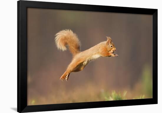 Red Squirrel (Sciurus Vulgaris) Jumping, Cairngorms National Park, Scotland, March 2012-Peter Cairns-Framed Photographic Print