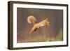 Red Squirrel (Sciurus Vulgaris) Jumping, Cairngorms National Park, Scotland, March 2012-Peter Cairns-Framed Photographic Print
