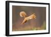 Red Squirrel (Sciurus Vulgaris) Jumping, Cairngorms National Park, Scotland, March 2012-Peter Cairns-Framed Photographic Print