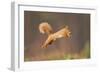 Red Squirrel (Sciurus Vulgaris) Jumping, Cairngorms National Park, Scotland, March 2012-Peter Cairns-Framed Photographic Print