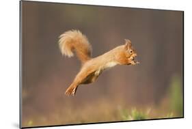 Red Squirrel (Sciurus Vulgaris) Jumping, Cairngorms National Park, Scotland, March 2012-Peter Cairns-Mounted Photographic Print