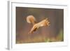 Red Squirrel (Sciurus Vulgaris) Jumping, Cairngorms National Park, Scotland, March 2012-Peter Cairns-Framed Photographic Print