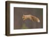 Red Squirrel (Sciurus Vulgaris) Jumping, Cairngorms National Park, Scotland, March 2012-Peter Cairns-Framed Photographic Print