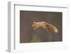 Red Squirrel (Sciurus Vulgaris) Jumping, Cairngorms National Park, Scotland, March 2012-Peter Cairns-Framed Photographic Print