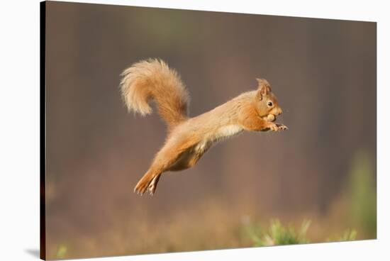 Red Squirrel (Sciurus Vulgaris) Jumping, Cairngorms National Park, Scotland, March 2012-Peter Cairns-Stretched Canvas