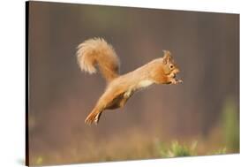 Red Squirrel (Sciurus Vulgaris) Jumping, Cairngorms National Park, Scotland, March 2012-Peter Cairns-Stretched Canvas