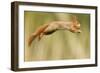 Red Squirrel (Sciurus Vulgaris) Jumping, Oisterwijk, The Netherlands-David Pattyn-Framed Photographic Print