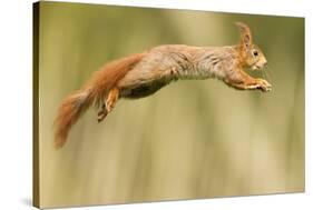 Red Squirrel (Sciurus Vulgaris) Jumping, Oisterwijk, The Netherlands-David Pattyn-Stretched Canvas