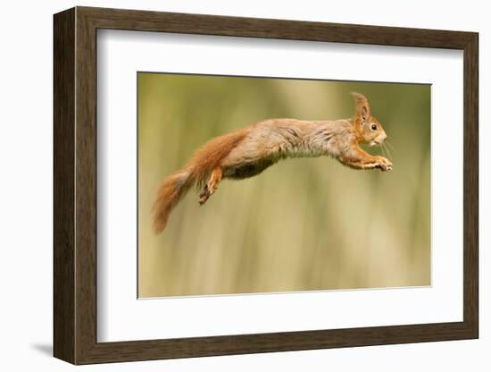 Red Squirrel (Sciurus Vulgaris) Jumping, Oisterwijk, The Netherlands-David Pattyn-Framed Photographic Print