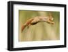 Red Squirrel (Sciurus Vulgaris) Jumping, Oisterwijk, The Netherlands-David Pattyn-Framed Photographic Print