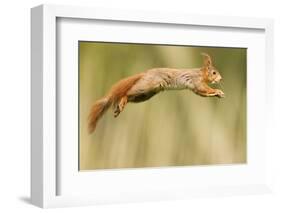 Red Squirrel (Sciurus Vulgaris) Jumping, Oisterwijk, The Netherlands-David Pattyn-Framed Photographic Print