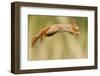 Red Squirrel (Sciurus Vulgaris) Jumping, Oisterwijk, The Netherlands-David Pattyn-Framed Premium Photographic Print