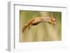 Red Squirrel (Sciurus Vulgaris) Jumping, Oisterwijk, The Netherlands-David Pattyn-Framed Premium Photographic Print