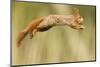 Red Squirrel (Sciurus Vulgaris) Jumping, Oisterwijk, The Netherlands-David Pattyn-Mounted Premium Photographic Print