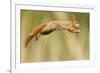 Red Squirrel (Sciurus Vulgaris) Jumping, Oisterwijk, The Netherlands-David Pattyn-Framed Photographic Print