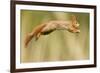 Red Squirrel (Sciurus Vulgaris) Jumping, Oisterwijk, The Netherlands-David Pattyn-Framed Photographic Print