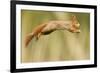 Red Squirrel (Sciurus Vulgaris) Jumping, Oisterwijk, The Netherlands-David Pattyn-Framed Photographic Print