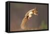 Red Squirrel (Sciurus Vulgaris) Jumping, with Nut in its Mouth, Cairngorms Np, Scotland, UK, March-Peter Cairns-Framed Stretched Canvas