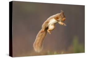 Red Squirrel (Sciurus Vulgaris) Jumping, with Nut in its Mouth, Cairngorms Np, Scotland, UK, March-Peter Cairns-Stretched Canvas