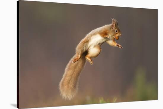 Red Squirrel (Sciurus Vulgaris) Jumping, with Nut in its Mouth, Cairngorms Np, Scotland, UK, March-Peter Cairns-Stretched Canvas