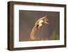 Red Squirrel (Sciurus Vulgaris) Jumping, with Nut in its Mouth, Cairngorms Np, Scotland, UK, March-Peter Cairns-Framed Photographic Print