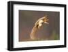 Red Squirrel (Sciurus Vulgaris) Jumping, with Nut in its Mouth, Cairngorms Np, Scotland, UK, March-Peter Cairns-Framed Photographic Print